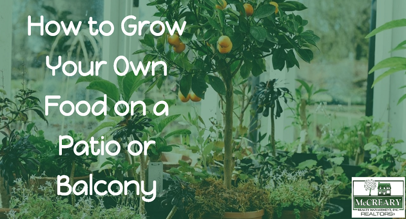 How to Grow Your Own Food on a Patio or Balcony